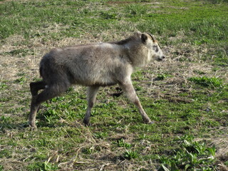 休耕地を走るニホンカモシカ