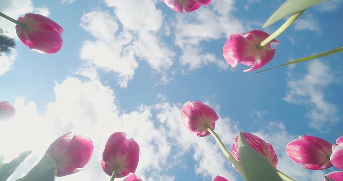 Pink Tulips Blooming in Garden on Sunny Spring Day, Soft Natural Light, Floral Background