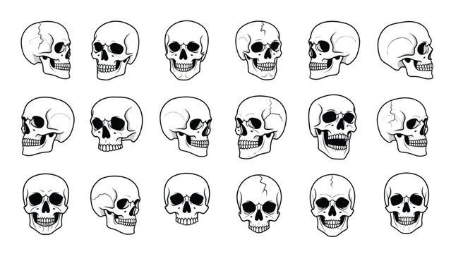 Collection of detailed black and white human skull illustrations in various views and angles on a plain white background.