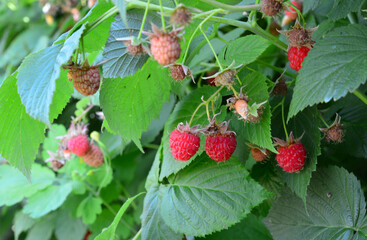 Fresh organic Raspberries Growing on a Bush in Summer