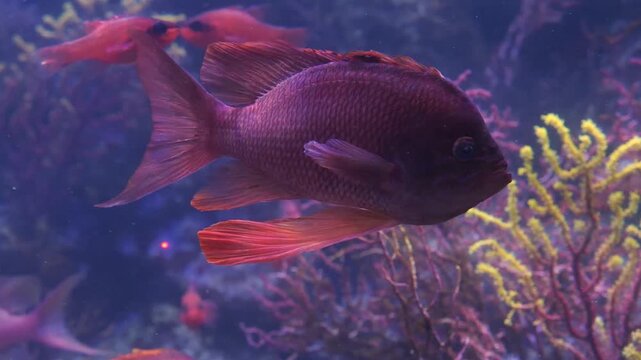Close up of am orange cichlid fish with large fins slowly floating underwater