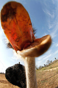 Close-up of an angry ostrich with its mouth open