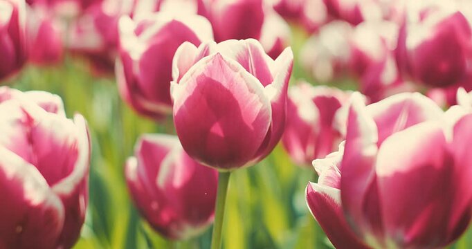 Pink Tulips Blooming in Garden on Sunny Spring Day, Soft Natural Light, Floral Background