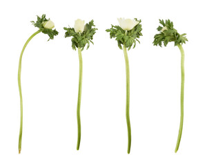 White Anemone Flower Heads Studio Flat Lay