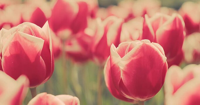 Pink Tulips Blooming in Garden on Sunny Spring Day, Soft Natural Light, Floral Background