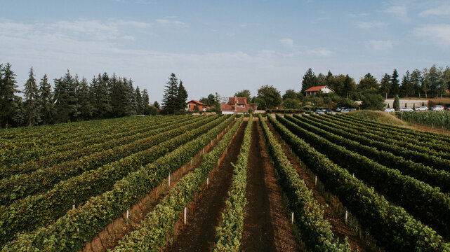 Aerial view of endless rows of lush green vineyards stretching towards quaint red-roofed houses nestled among trees, Novi Sad, Vojvodina, Serbia.