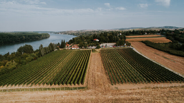 Aerial view of the vineyard's lush green rows contrasting with the river's shimmering surface, a picturesque scene, Novi Sad, Vojvodina, Serbia.