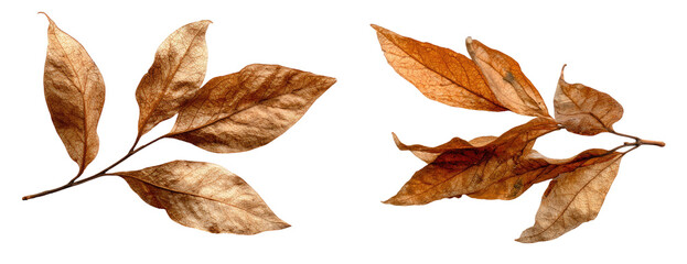 Two sprigs of dry, brittle, brown leaves isolated against a black background