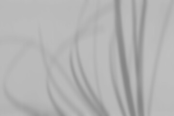 Obraz premium Tree branch with leaves shadow isolated on white background