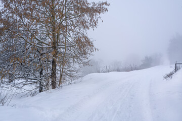 Fototapeta premium Winterliche Schneelandschaft bei Schneefall und Dunst mit Weg und Bäumen