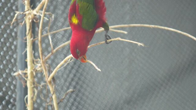 The Chattering Lory Bird in the zoo.