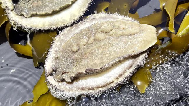 Live abalone lying on its back squirming and trying to grab a purchase