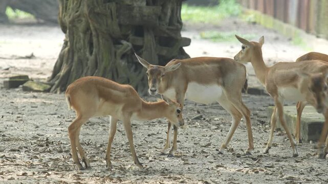 The Blackbucks Deer in the zoo.