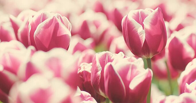 Pink Tulips Blooming in Garden on Sunny Spring Day, Soft Natural Light, Floral Background