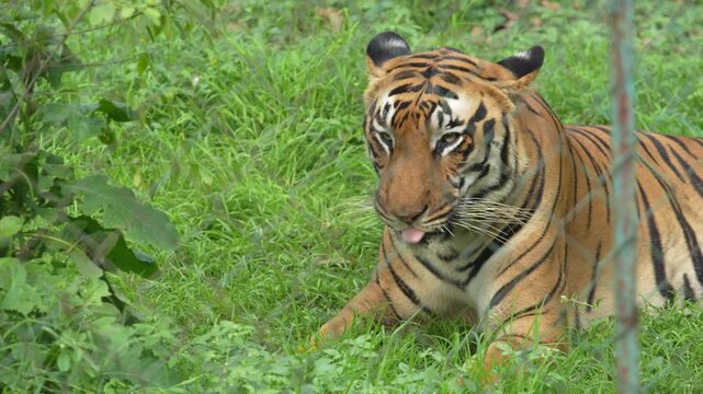 Tigers are roaming around the zoo.