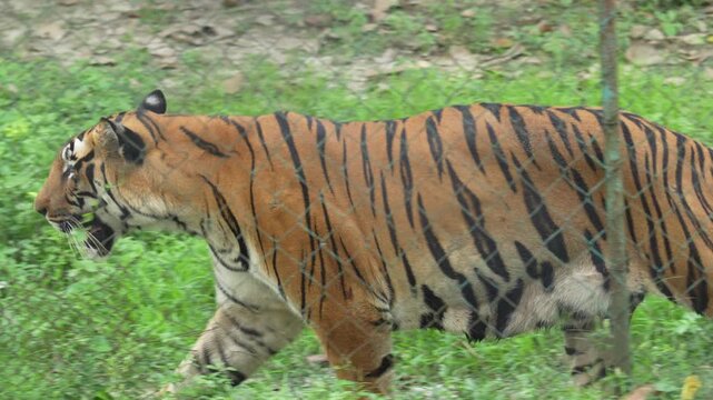 Tigers are roaming around the zoo.