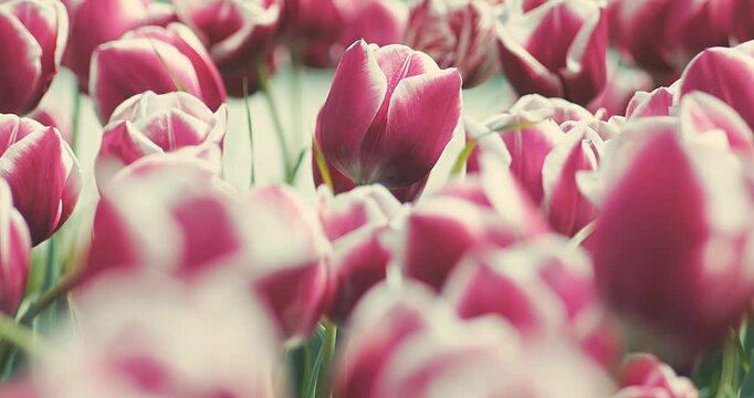 Pink Tulips Blooming in Garden on Sunny Spring Day, Soft Natural Light, Floral Background