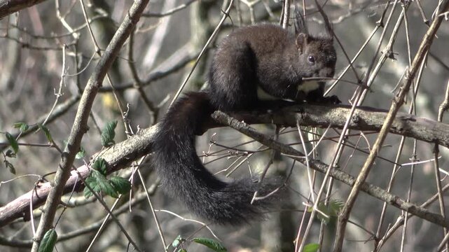 Rare black squirrel (Sciurus meridionalis) on a tree branch in a wild forest, nature and wildlife