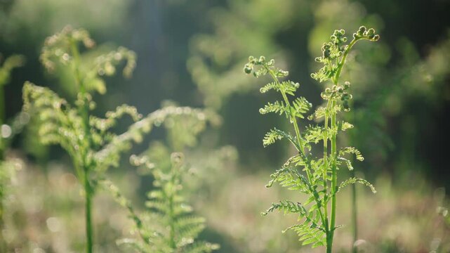 Young Fern Leaves in Sunlight - Green Vegetation, Close Up, Soft Focus