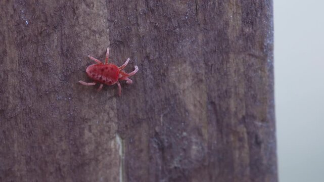 Single red velvet mite moves slowly on vertical tree bark in natural light