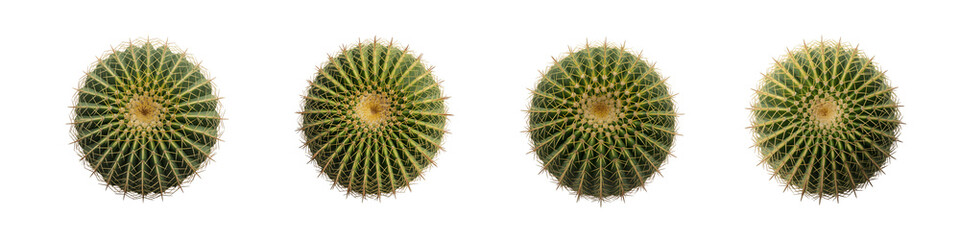 Collection for Four green sea urchins on white isolated on transparent background