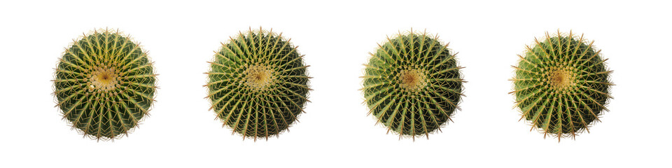 Collection for Four green sea urchins on white isolated on transparent background
