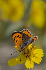 Obraz premium Macro close-up of a small copper butterfly (Lycaena) feeding on a bright yellow flower, shallow depth of field with soft natural bokeh and copy space.