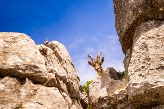 Spain, Malaga Province, El Torcal, Spanish wild goat
