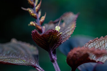 A small green grasshopper perched on a young reddish leaf with detailed leaf texture and a natural bokeh background.