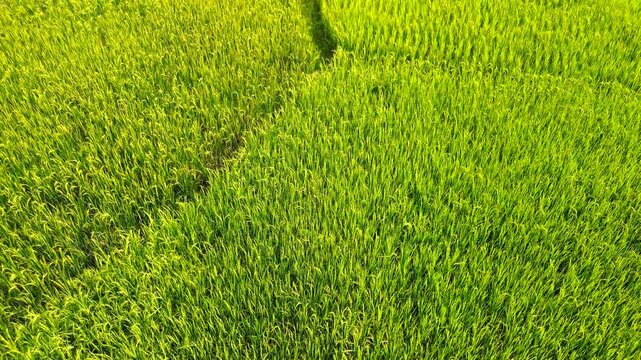 High-angle drone shot capturing the lush textures and patterns of organic rice plantations in the Vietnamese countryside during a sunny day.