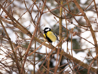 Fototapeta premium Great tit bird sitting on a branch among winter twigs