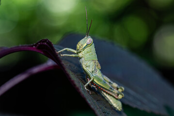A small green grasshopper perched on a young reddish leaf with detailed leaf texture and a natural bokeh background.