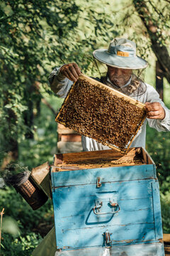 Russland, Beekeeper checking frame with honeybees