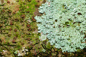 tree bark covered with green moss and lichen growth