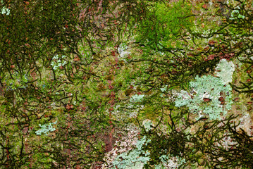 tree bark covered with green moss and lichen growth