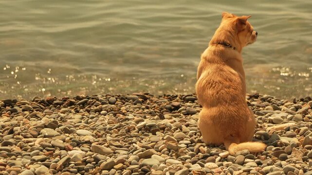 Dog, beach, water golden dog sitting patiently on a pebble beach enjoying a calm, sunny day by the sea.