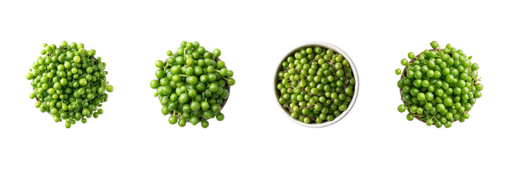String Of Pearls Succulent Plant Collection. Indoor Gardening And Home Decor Inspiration Isolated On Transparent Background