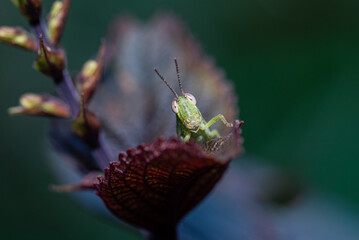 A small green grasshopper perched on a young reddish leaf with detailed leaf texture and a natural bokeh background.