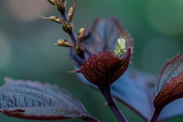 A small green grasshopper perched on a young reddish leaf with detailed leaf texture and a natural bokeh background.