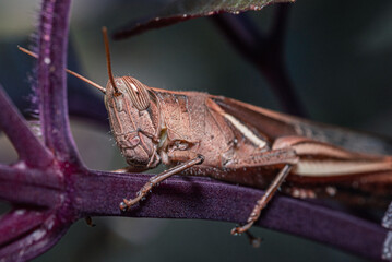 A brown grasshopper perched on a plant stem with detailed body texture and sharp antennae.