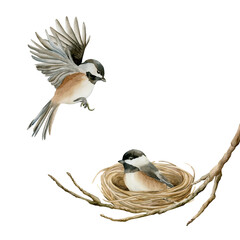 Birds with nest on branch Black capped Chickadee. Watercolor hand drawn illustration isolated on white background in rural style for Easter spring design cottagecore rustic card poster home textile © Leyla