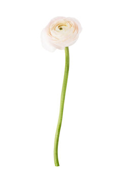 Single Pink Ranunculus Flower isolated