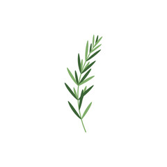 Fototapeta premium Tarragon Plant in Modern Botanical Style, Flat Vector Illustration, Contemporary Herb Leaf Artwork