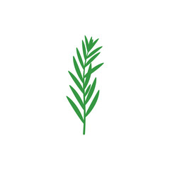 Fototapeta premium Tarragon Plant with Flat Cut Leaf Ends Detailed Botanical Flat 2D Vector Illustration