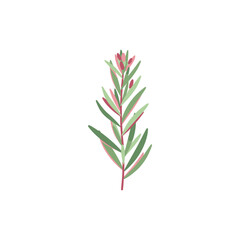 Obraz premium Tarragon Plant with Subtle Color Layers Soft Culinary Herb Botanical Vector Design