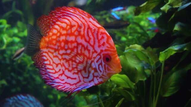 Close up view of red freshwater discus fish slowly swimming around underwater between water plants
