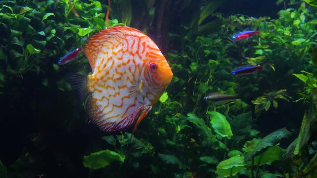 Close up view of red freshwater discus fish slowly swimming around underwater between water plants