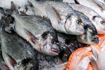 Fresh seabream dorado fish displayed ice dutch market Netherlands seafood catch stacked in chilled heap silver scales. Coastal trade scene marine abundance texture freshness ready for cuisine cooking