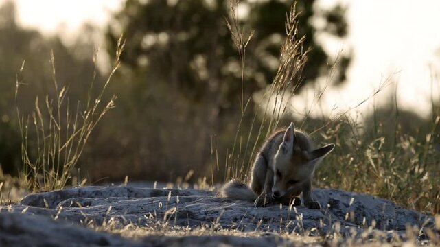 Golden Jackal Pup feeding On Rock Israel

Captured on February 12 2026 young jackal feeding peacefully in natural habitat Israel
