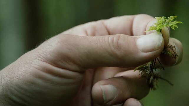 Close-up of a person's hand holding a small sprig of green moss in a forest setting